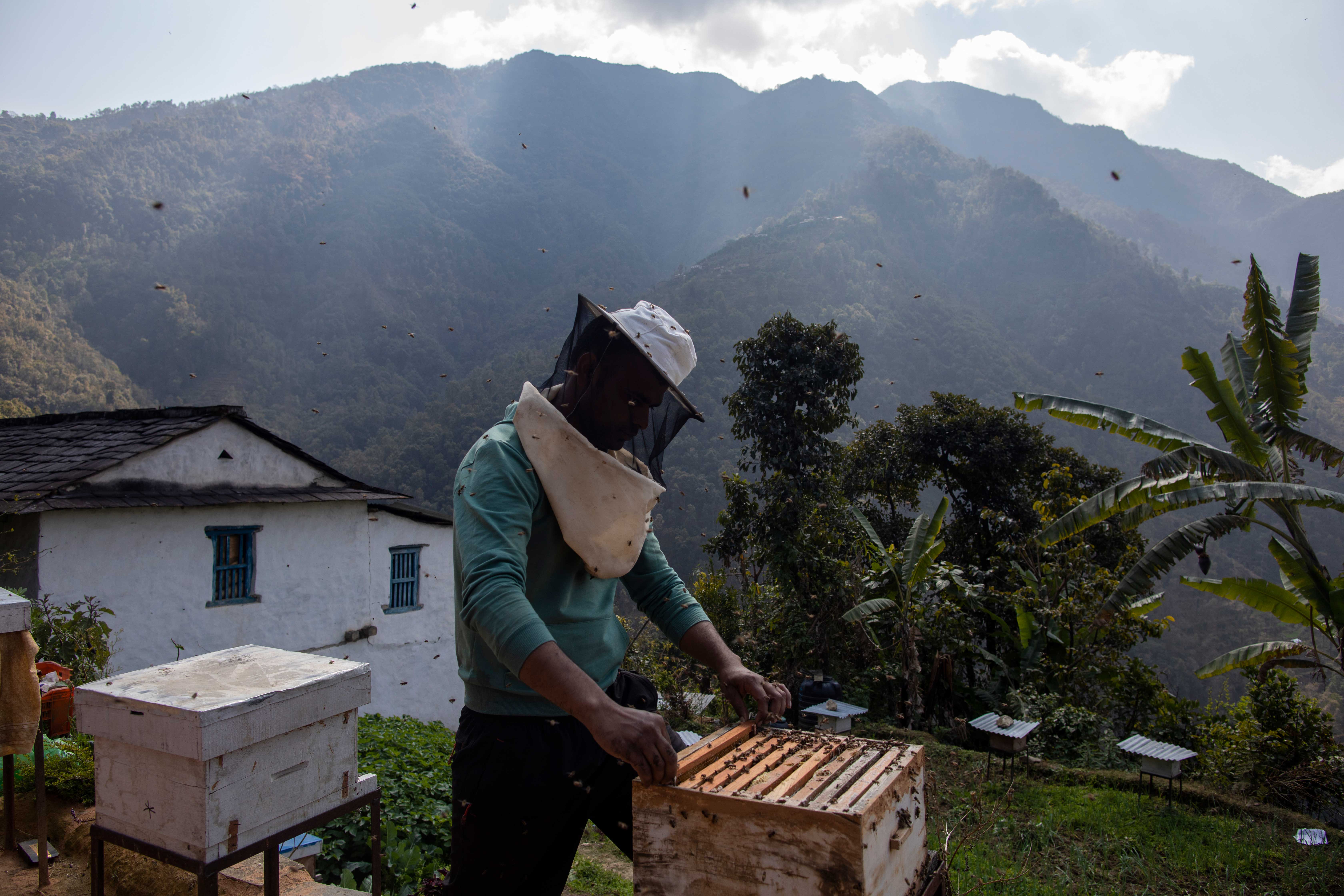 To bee or not to bee, that is the question