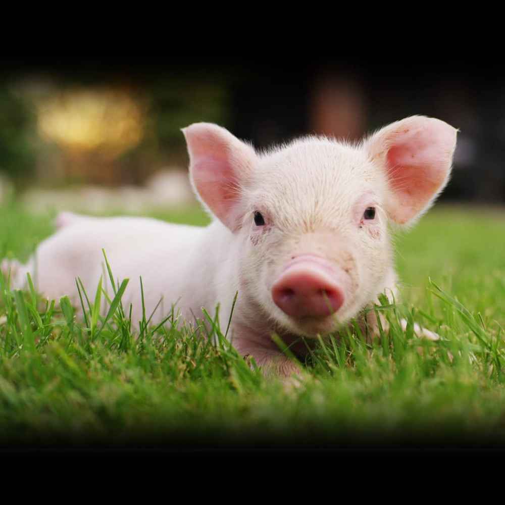 National When Pigs Fly Day | September 9