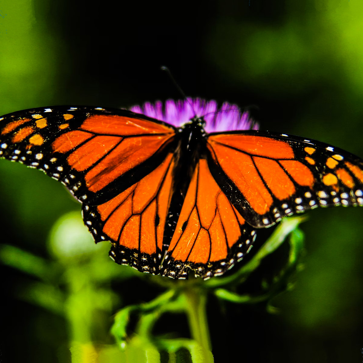 Western Monarch Day February 5