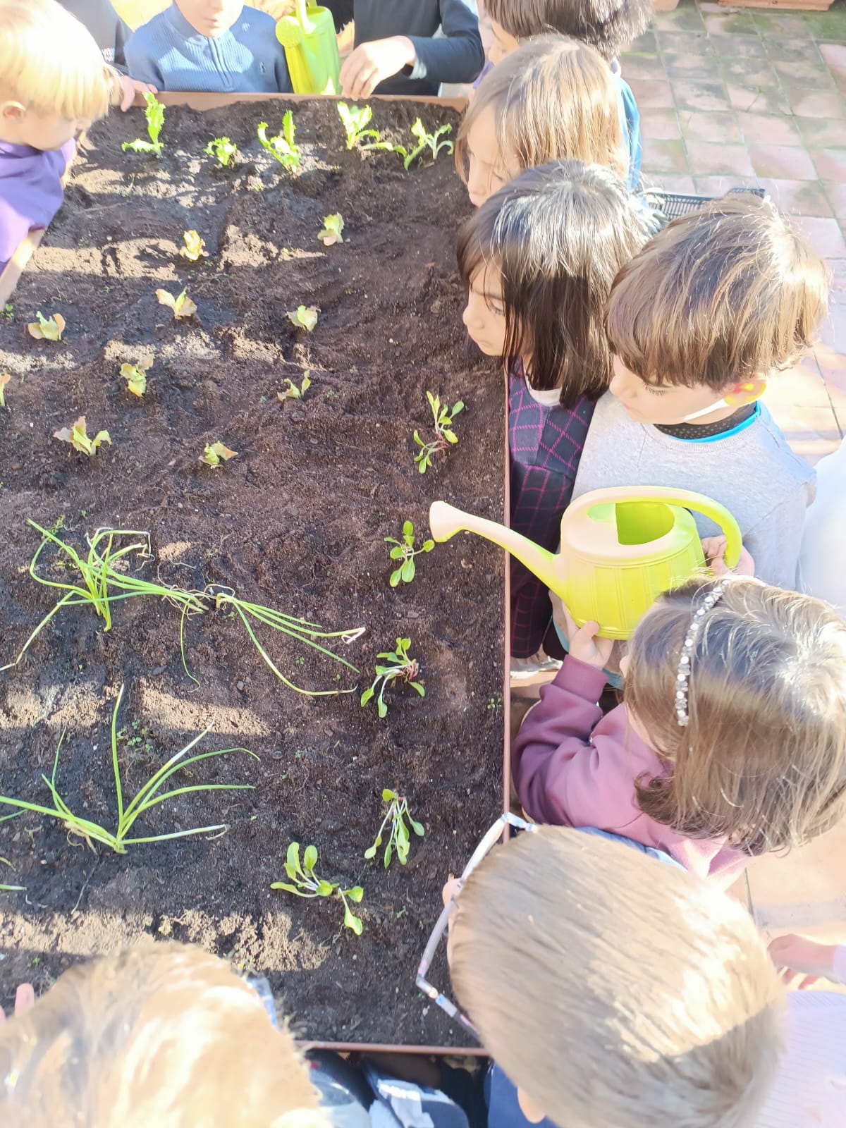 Comencem l'hort de cicle inicial!