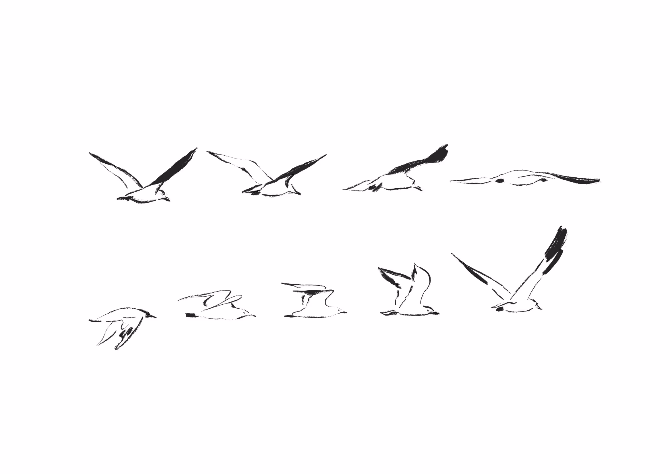 Dix croquis à l'encre de mouettes en vol, représentant différentes positions et attitudes du vol