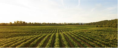 Agriculture
