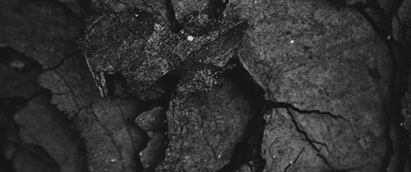 Close-up black and white photo of textured bark and cracks on a tree surface.