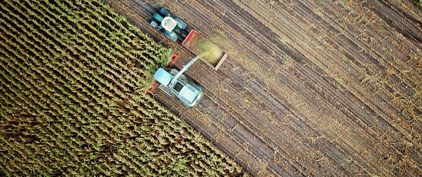 Aerial view of a harvester and tractor working together to harvest a field of corn.
