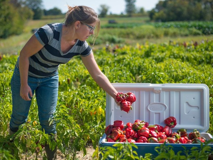 USDA Ends Funding for Regional Food Business Centers