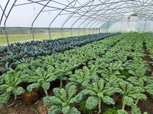 Join the New Growth Team and Support Local Farmers