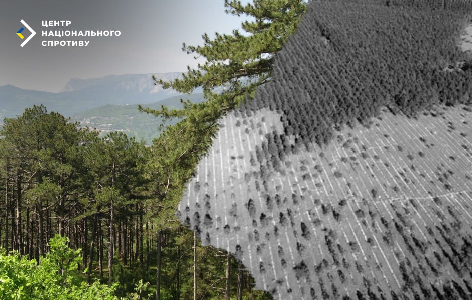 Під Севастополем росіяни мародерять ліс за нехитрою схемою “під виноградники”