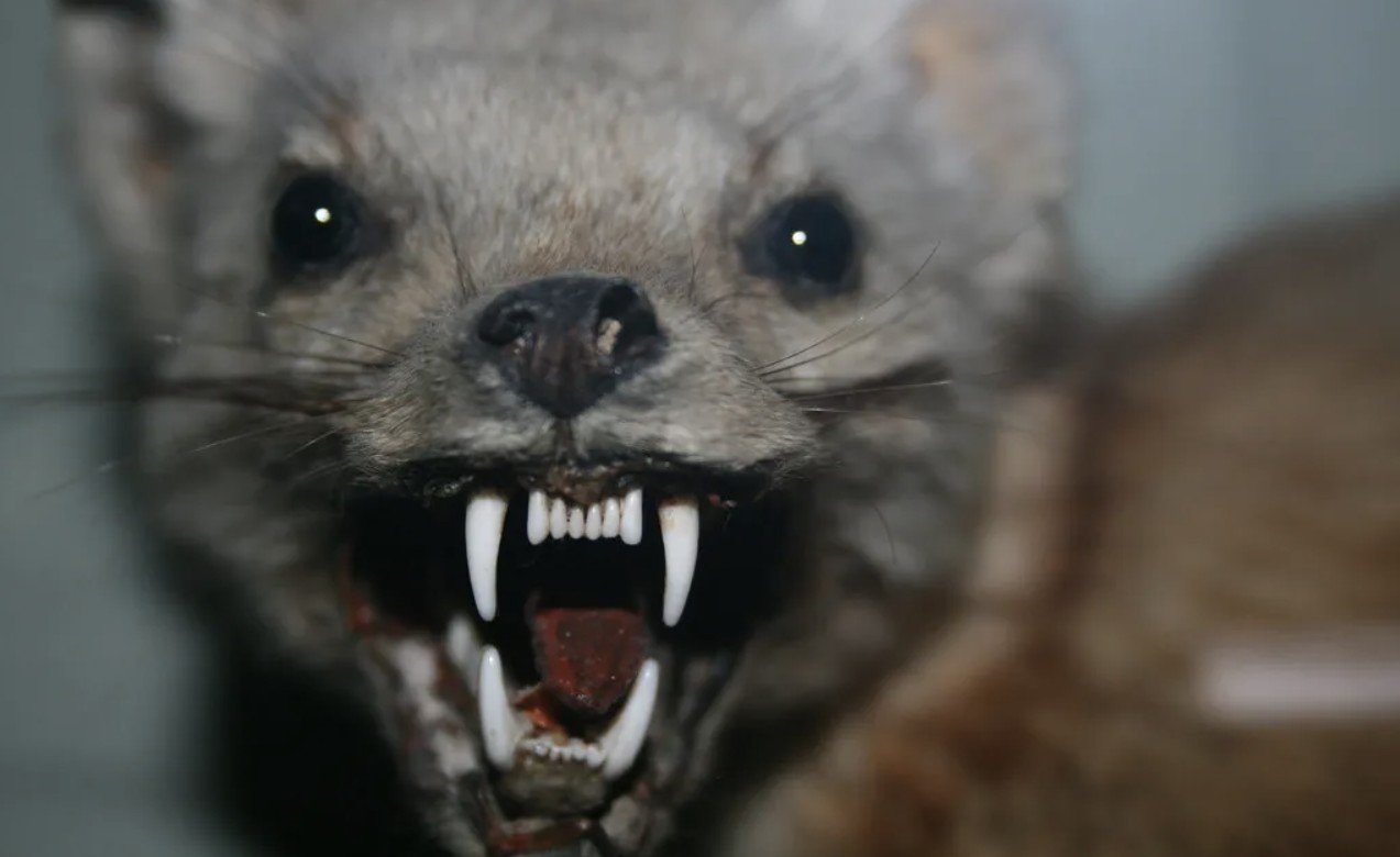 Окупантів Криму насторожує збільшення кількості скажених диких тварин