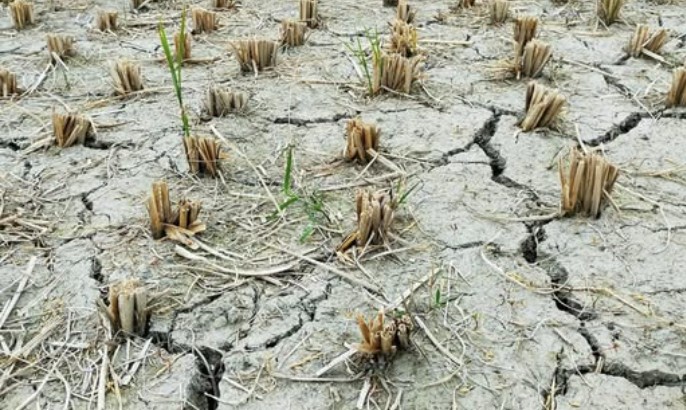 Аграрні землі окупованого Криму перетворюються на пустелю