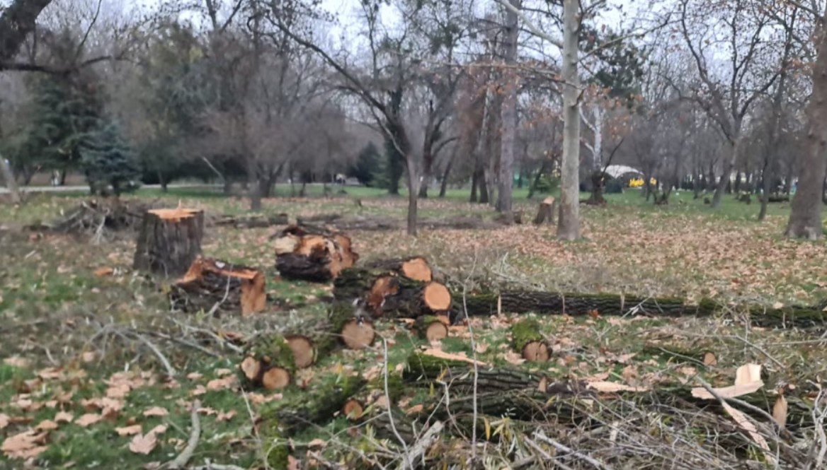 Окупанти перетворили парк Гагаріна в Сімферополі на лісоповал для потреб “СВО”
