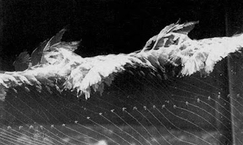 A black and white chronophotograph of a bird flying by Marey. 