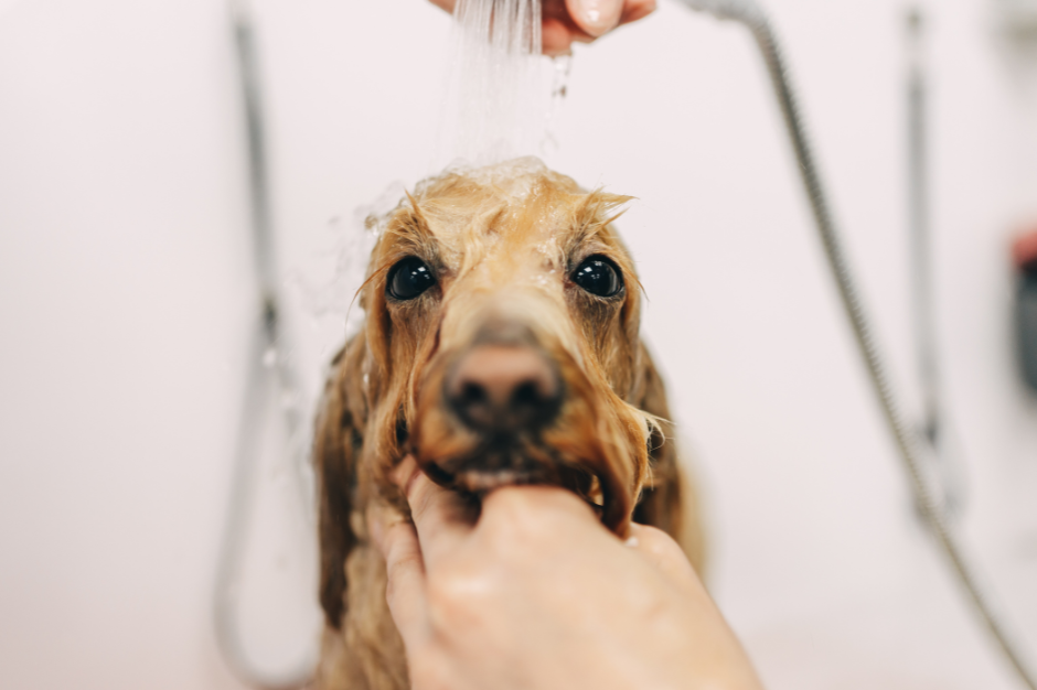Dog enjoying a gentle nanobubble bath with soft, fluffy fur