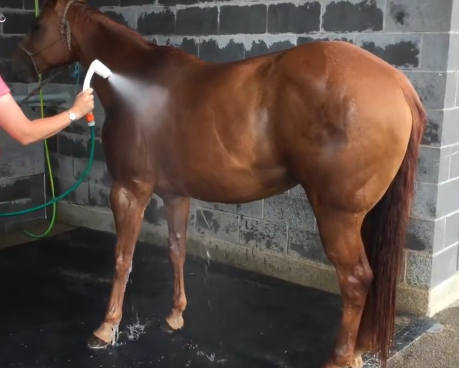 horse being washed using greenano's marella nanobubble shower head