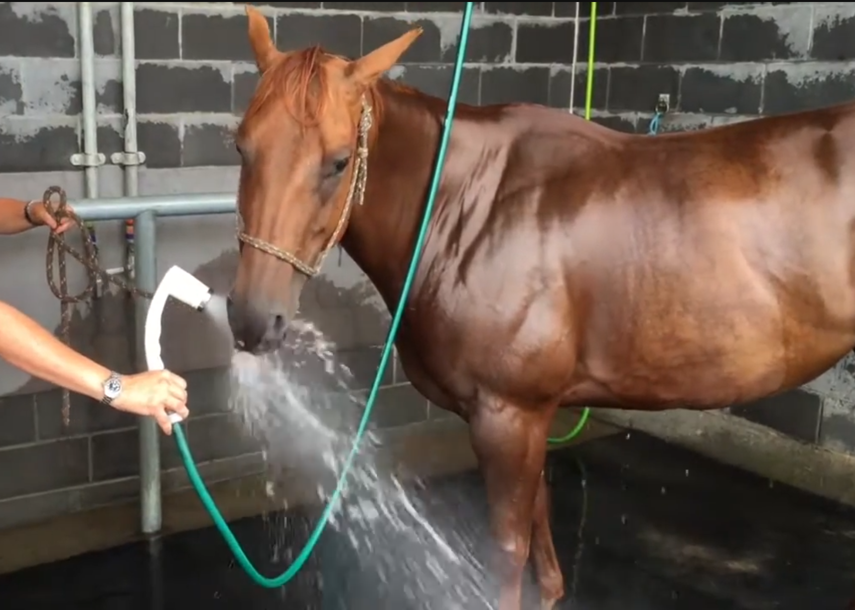 horse enjoying a gentle nanobubble bath, playfully drink from Greenano's Marella shower head