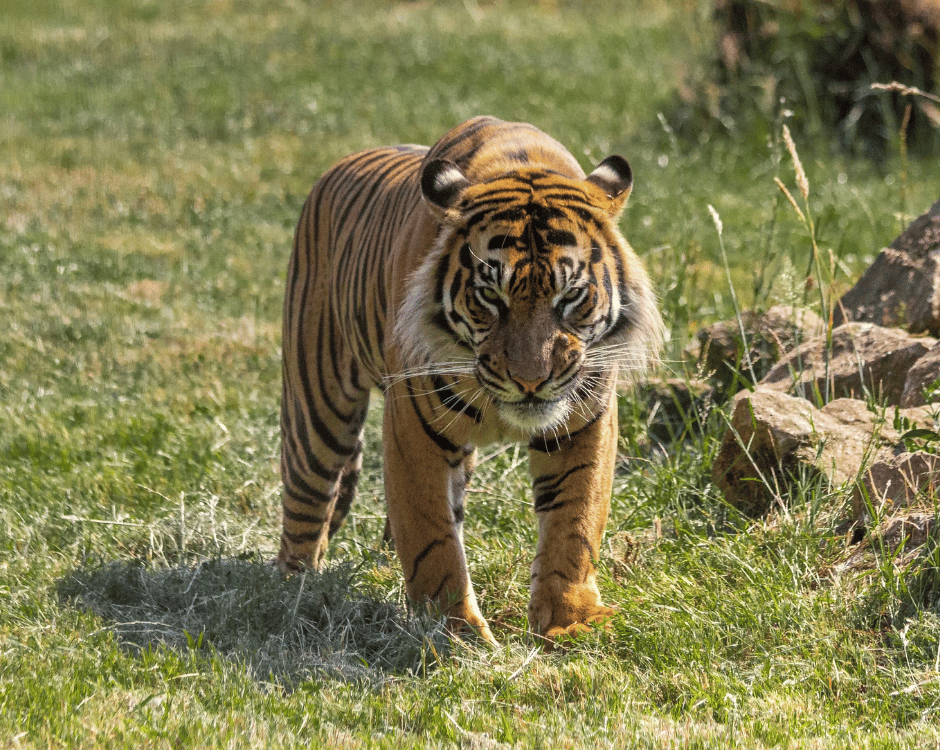 Claim your disability discount from Manor Wildlife Park