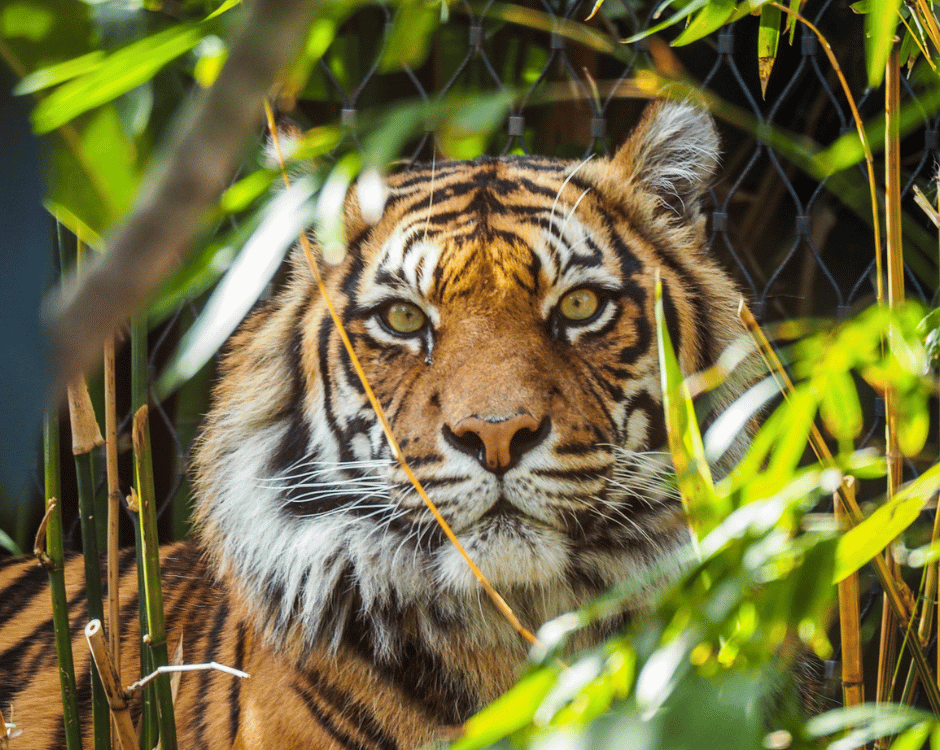 Claim your free carer ticket as a National Disability card holder