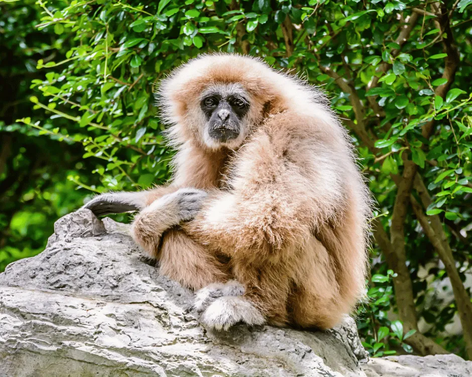 Claim your National Disability Card offer from Monkey Forest