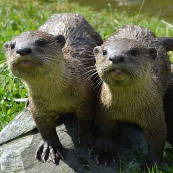 Claim your disability discount from Wingham Wildlife Park