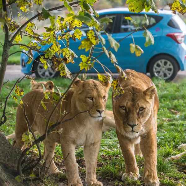 Blair Drummond Safari Park logo