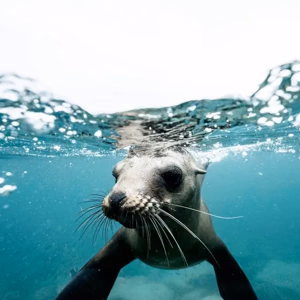 Natureland Seal Sanctuary logo
