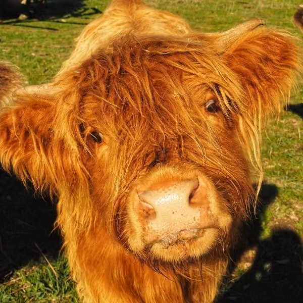 Discounted Carer Ticket at Matlock Farm Park with your National Disability Card