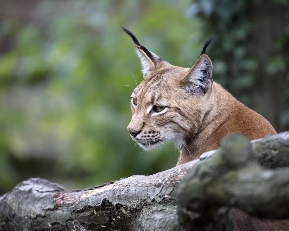 Claim your disability discount from Ark Wildlife & Dinosaur Park