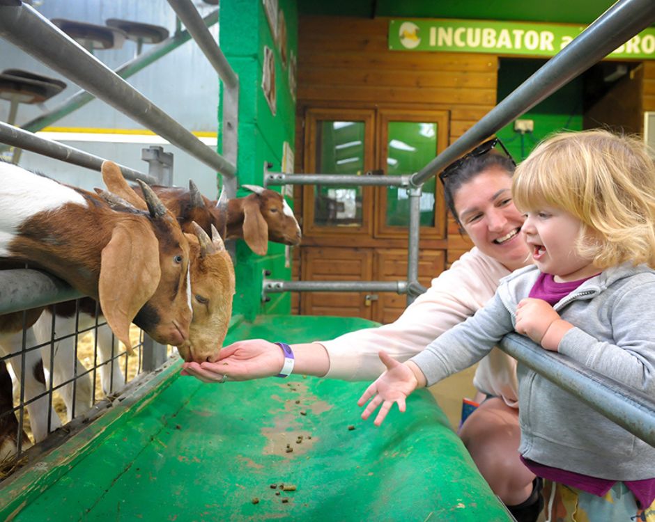 Willows Activity Farm logo