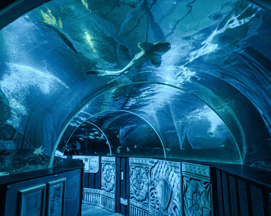 Sealife Adventure Logo
