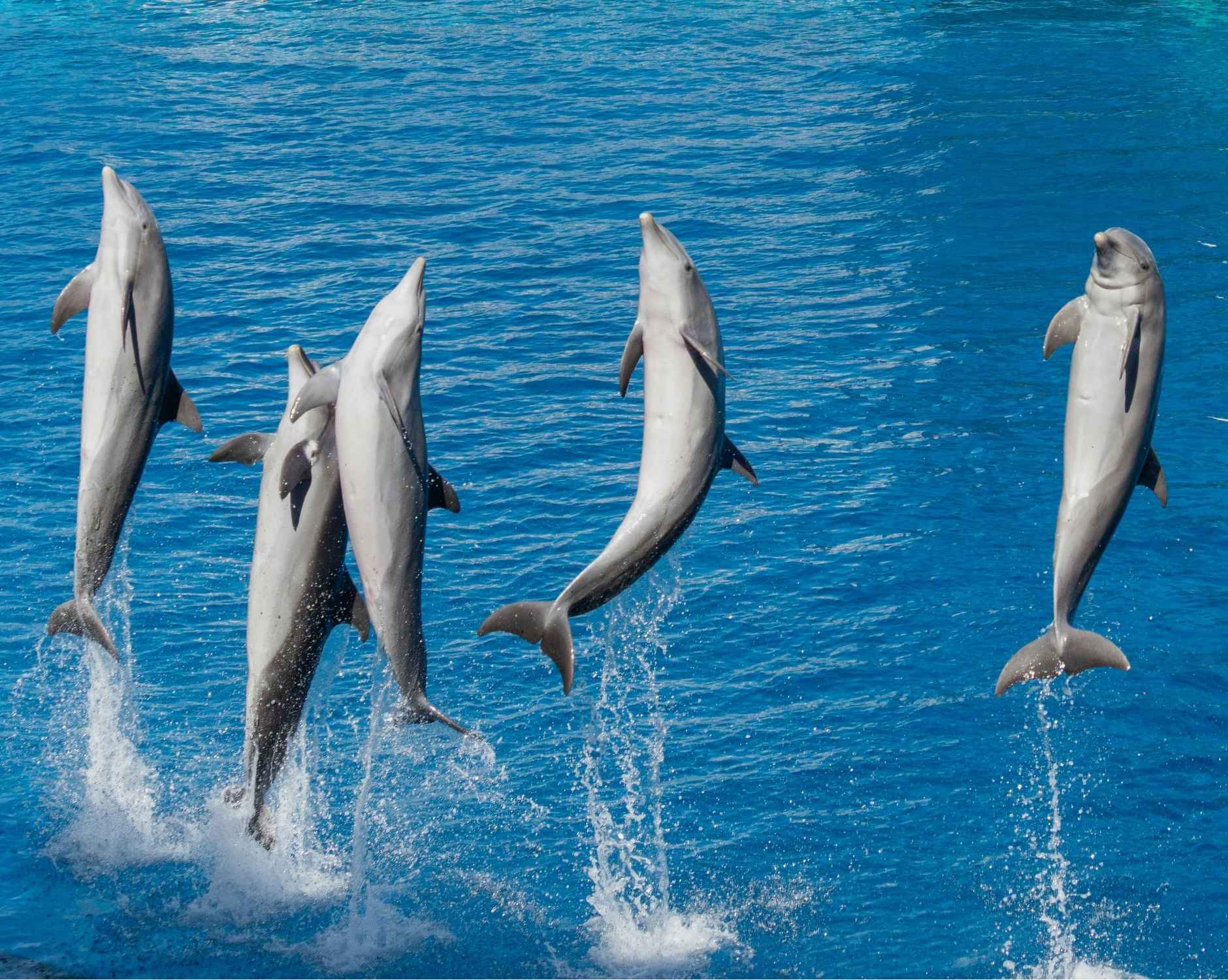 Dolfinarium Logo