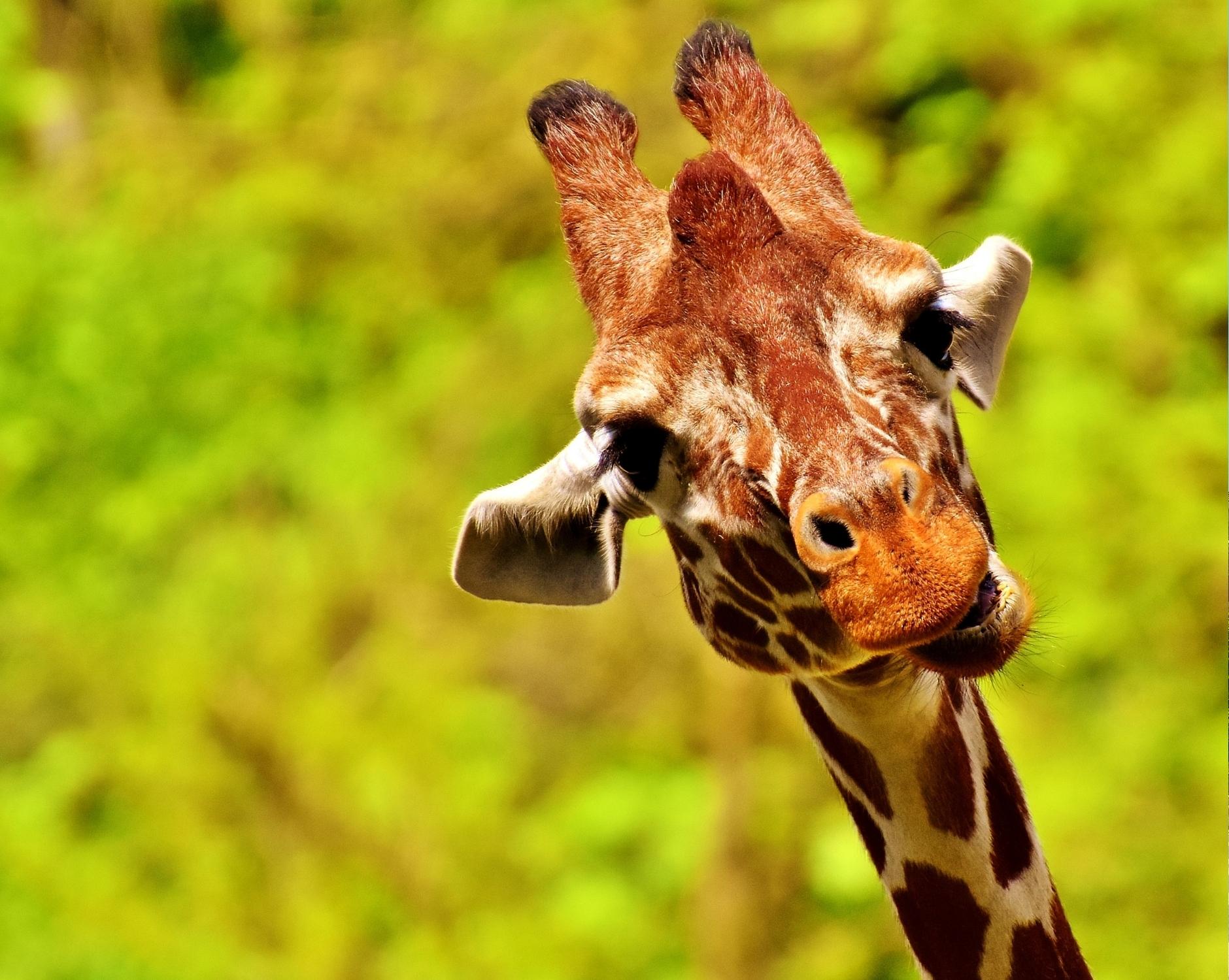 Chester Zoo logo