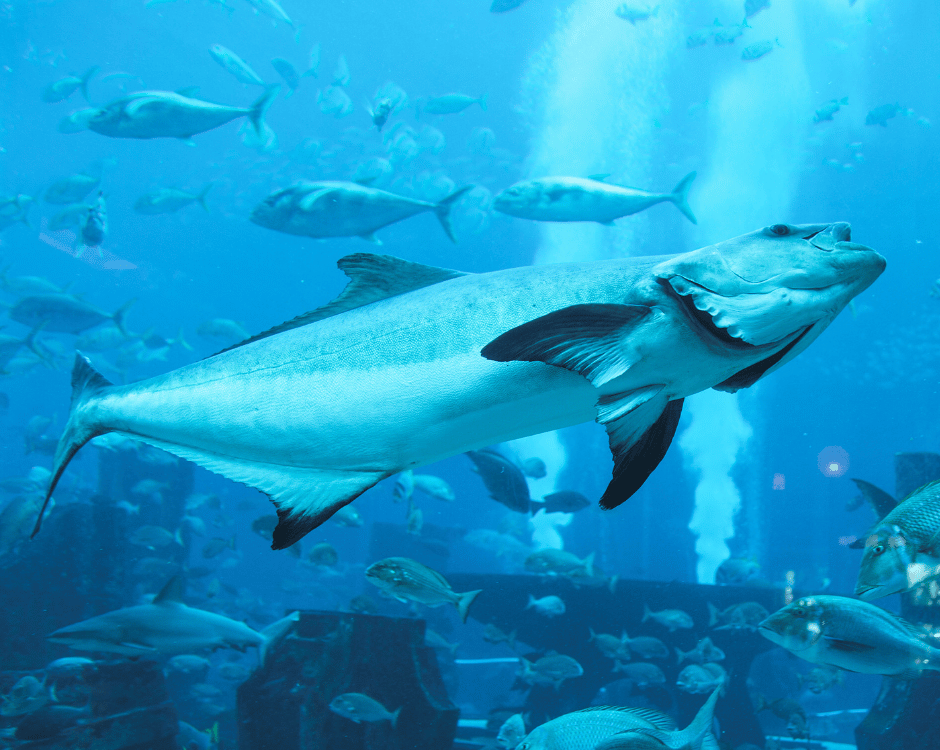 Dubai Aquarium logo