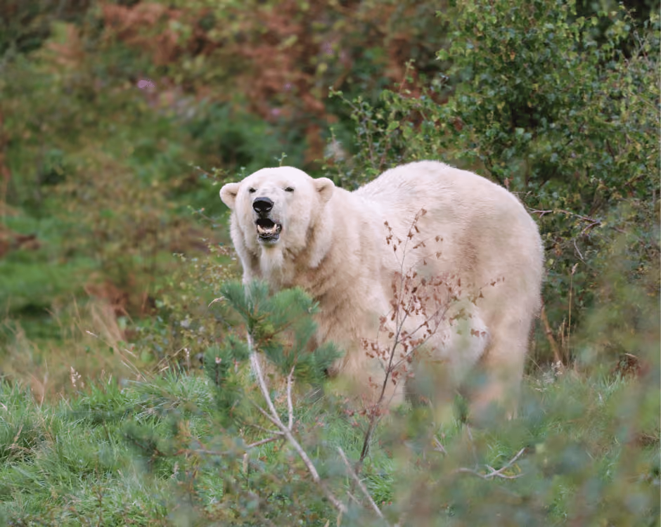 Claim your National Disability Card offer from Highland Wildlife Park