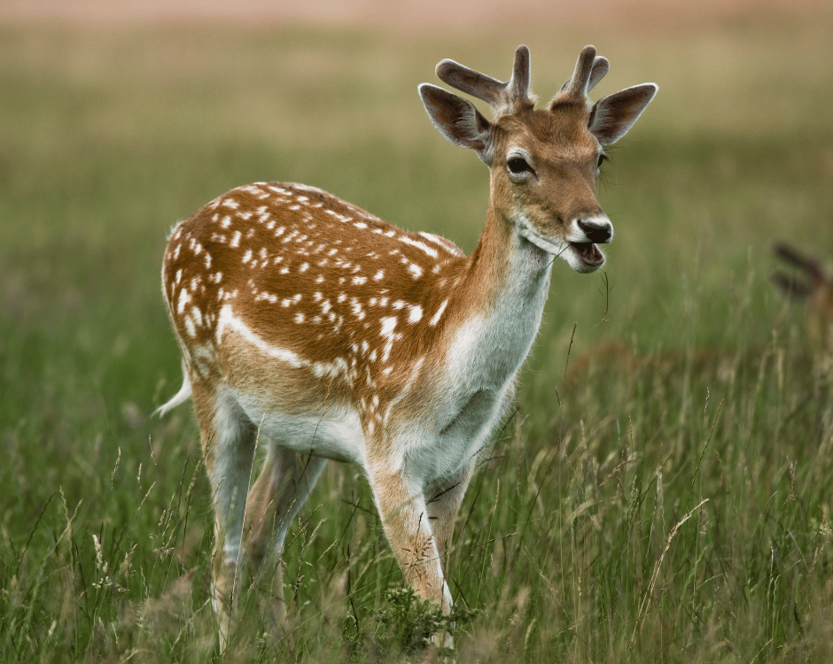 New Forest Wildlife Park logo