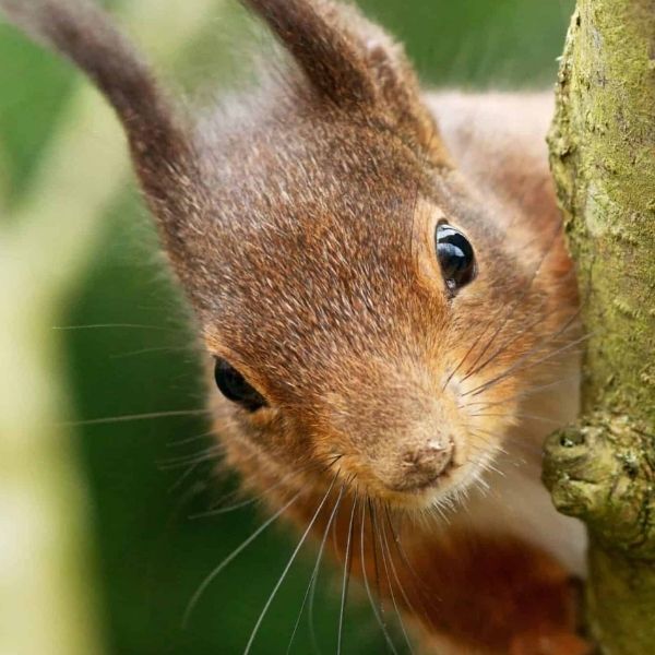 British Wildlife Centre Logo