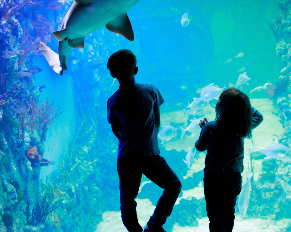Blue Reef Aquarium, Newquay logo