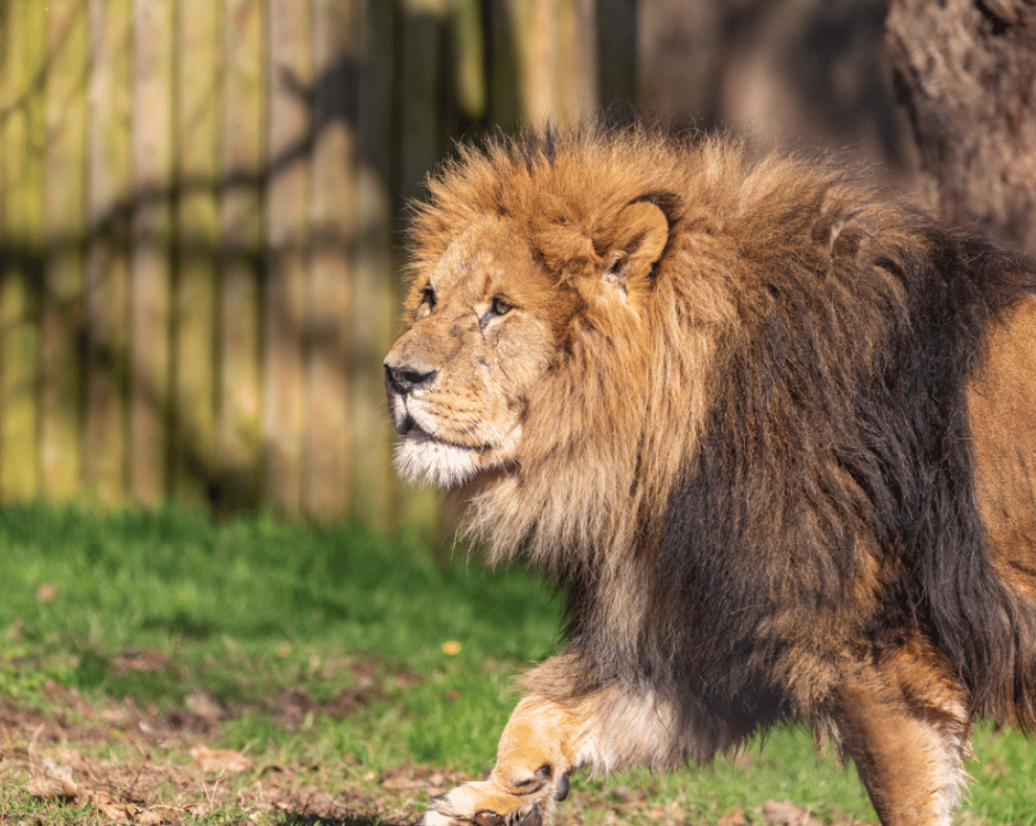 Paignton Zoo logo