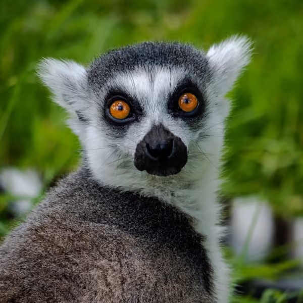 Claim your disability discount from Manor Wildlife Park