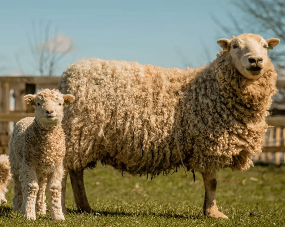 Claim your disability discount from Cotswold Farm Park