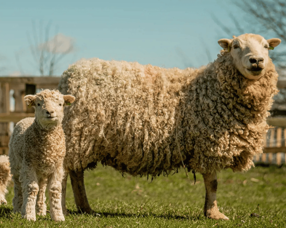 Cotswold Farm Park logo