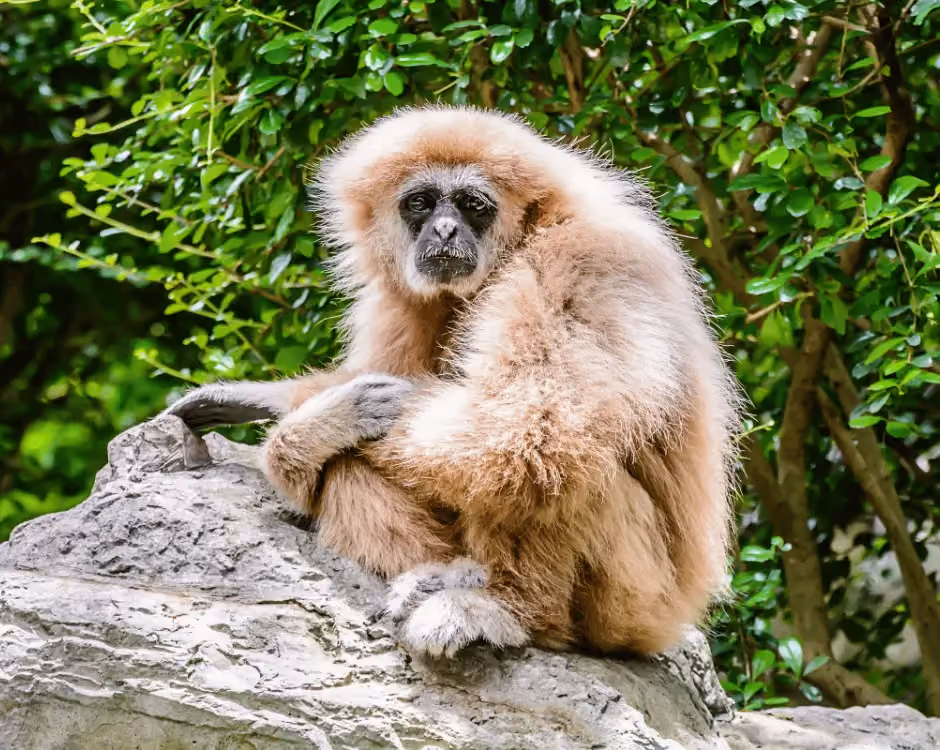 Monkey Forest logo