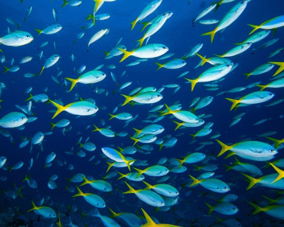 The Deep Aquarium logo