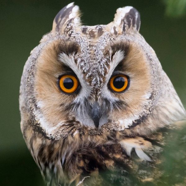 Suffolk Owl Sanctuary Offer