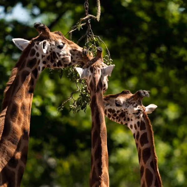 Marwell Zoo logo