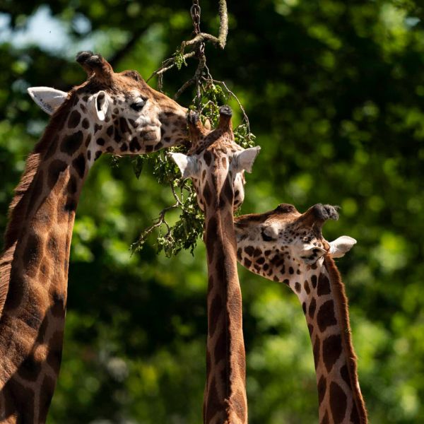 Claim your disability discount from Marwell Zoo