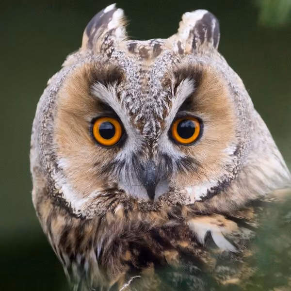 Logo of Suffolk Owl Sanctuary