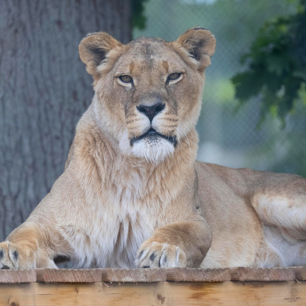 Banham Zoo logo
