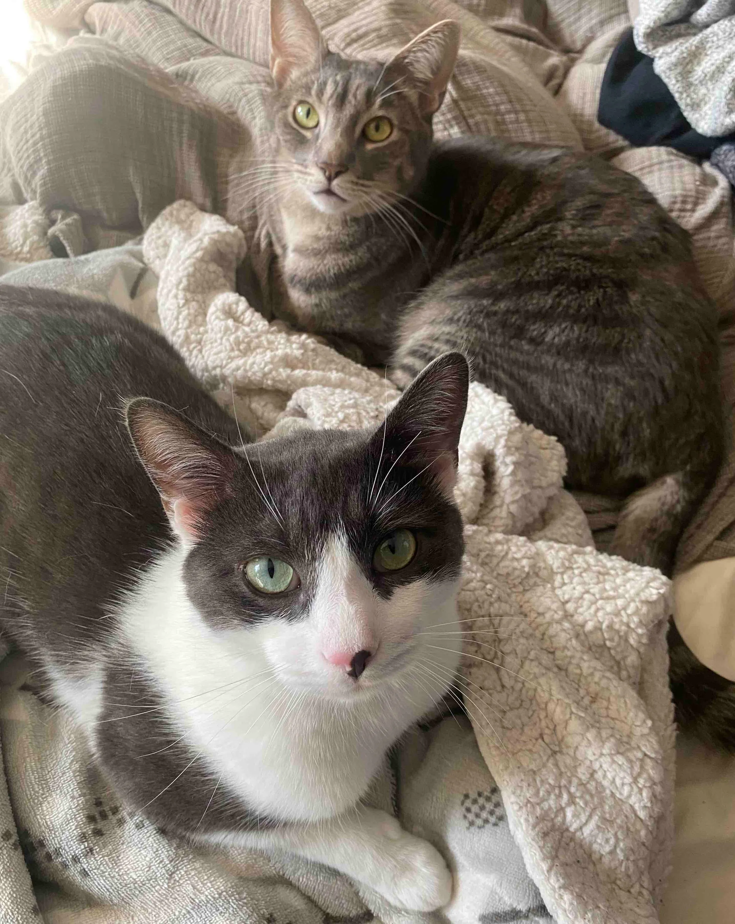 Renaming images example. Two cats sit on a messy bed, looking up. One is a silver tabby and the other is dark grey with white spots.