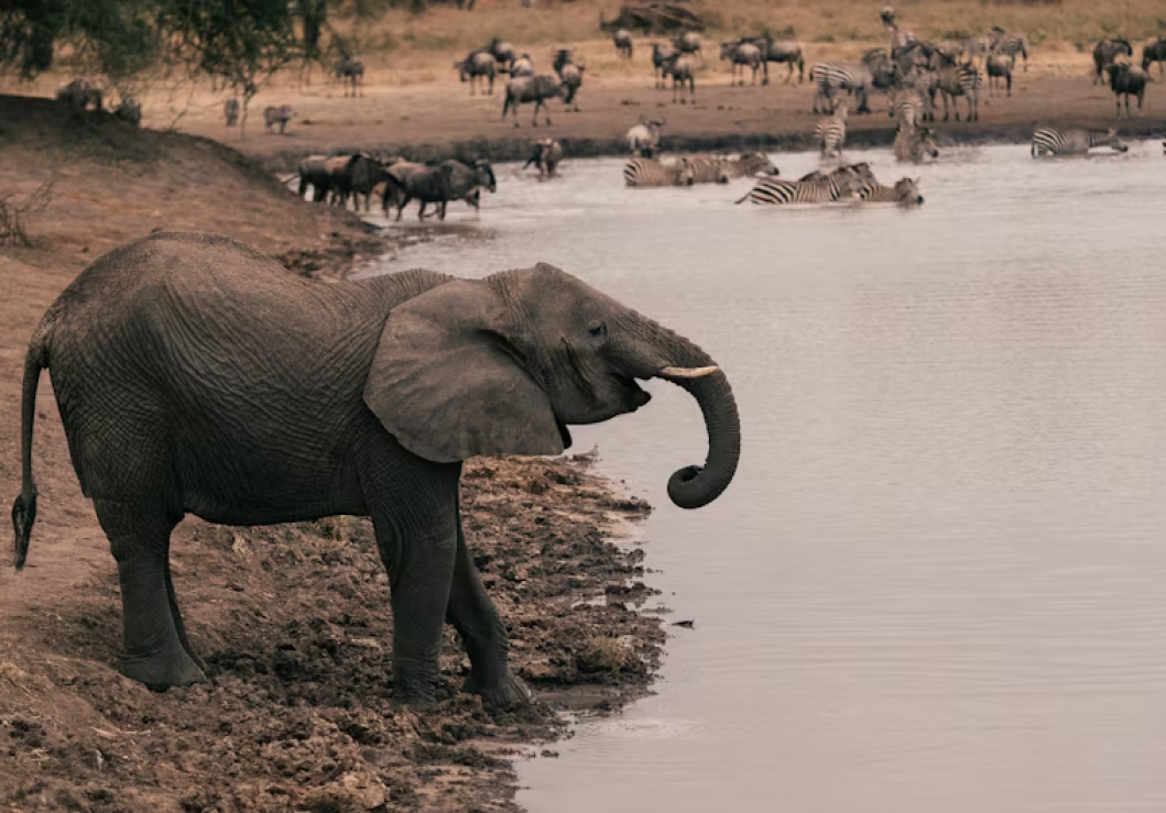 As you enter Tarangire National Park, be prepared to be awestruck by its dramatic landscapes. The park's centerpiece is the meandering Tarangire River