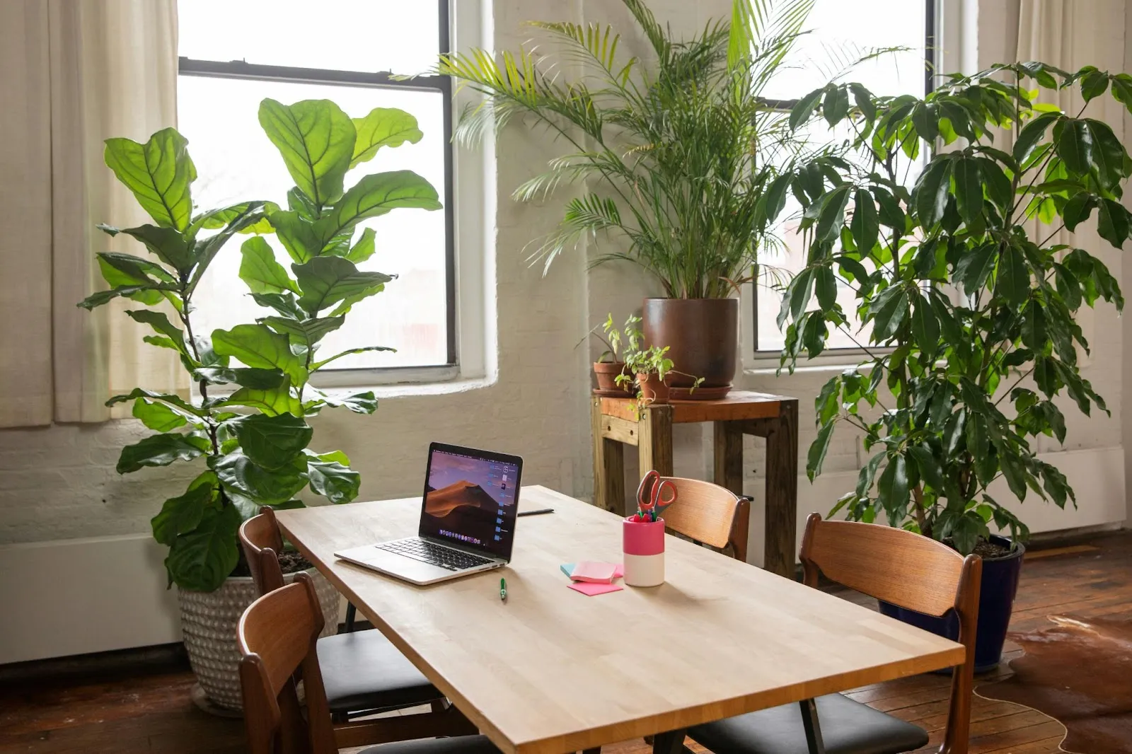 Indoor plants in an office