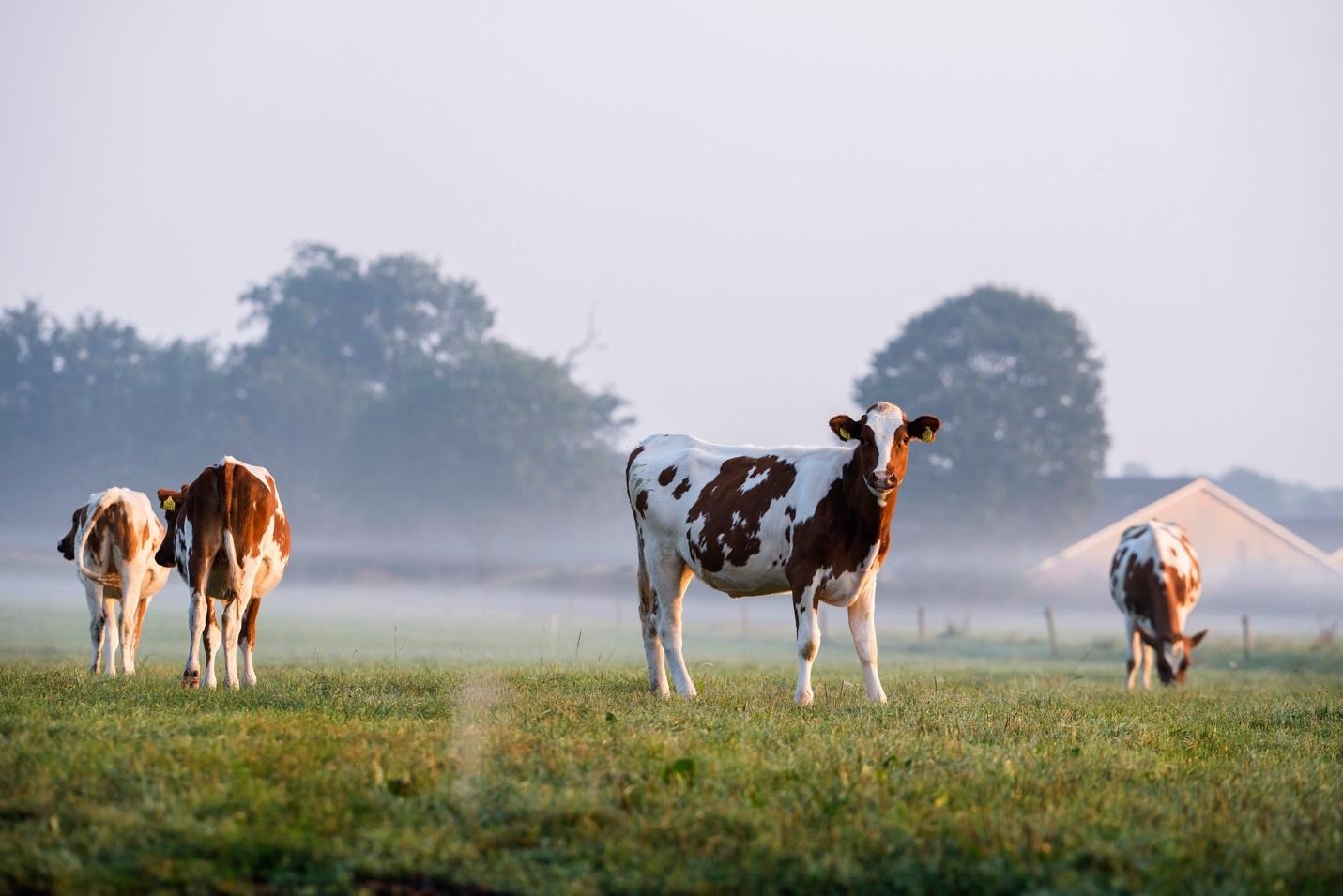 Cows in field